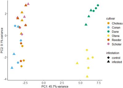 Untargeted metabolomics profiling of oat (Avena sativa L.) and wheat (Triticum aestivum L.) infested with wheat stem sawfly (Cephus cinctus Norton) reveals differences associated with plant defense and insect nutrition